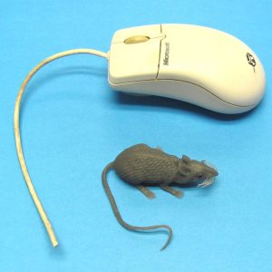 EEK! A Mouse! (Silly Billy)
