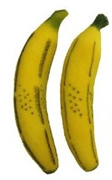 sponge bananas (pair) (goshman)